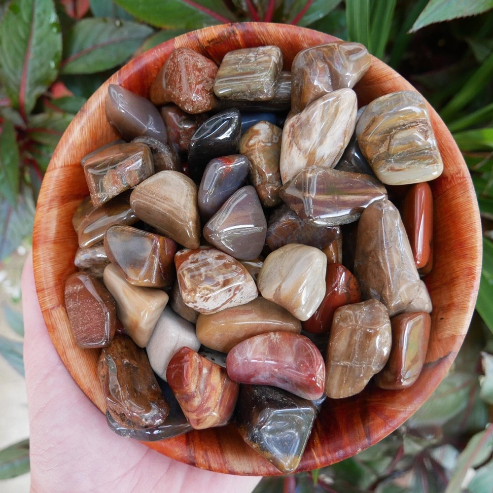 Tumbled Rare Petrified Wood